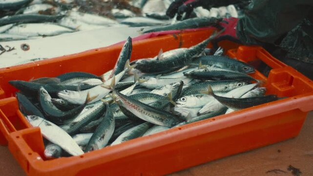 Fisherman filling orange crate with freshly caught mackerel