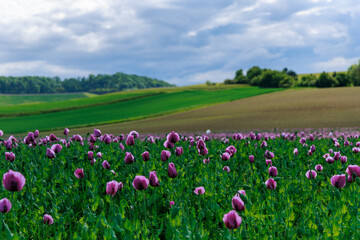 Obraz premium Purple Clover Field Blooming in Rural Landscape Under Cloudy Sky