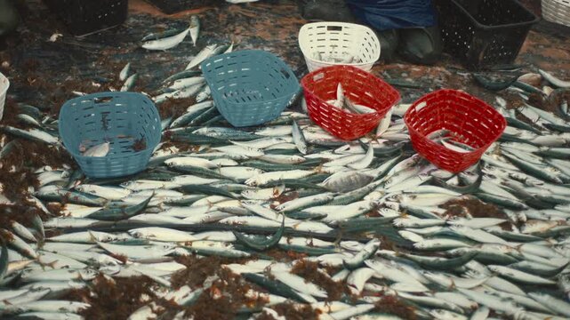 Freshly caught mackerel fish piling up on a trawler deck