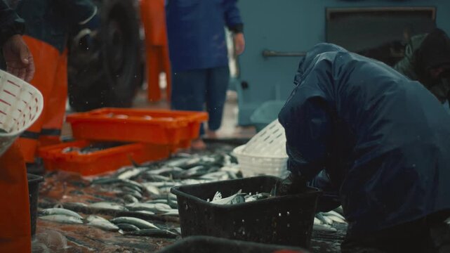 Fishermen sorting a large fresh fish catch