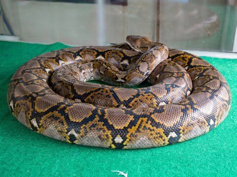 A close-up view of a Reticulated Python (Malayopython reticulatus), showcasing its distinctive batik-like pattern and intricate scales. This impressive snake is one of the world's longest reptiles and