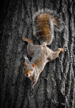 Primer plano de una simp&aacute;tica ardilla gris oriental, Sciurus carolinensis. Peque&ntilde;o roedor posado boca abajo sobre el tronco de un roble en oto&ntilde;o, en las afueras de Nueva York, EE. UU., noviembre 2019