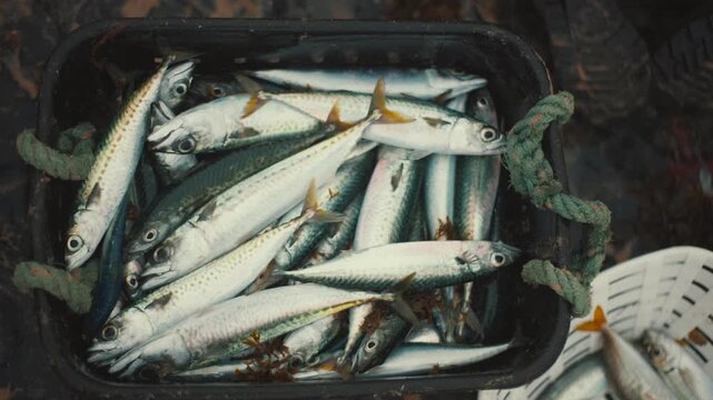 Freshly caught mackerel fish in a bucket