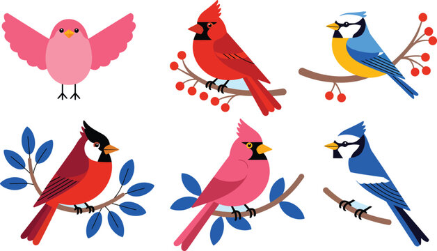 Winter birds cardinal and blue jay vector illustration set