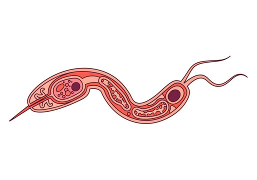 Microscopic Illustration of a Flagellated Protozoan Parasite Showing Internal Cell Anatomy and Organelles