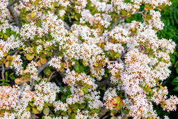 Wide view of a flowering jade plant displaying abundant clusters of white and pale pink blossoms among thick succulent foliage. Ideal botanical background illustrating healthy growth and seasonal flow © etherscxpe