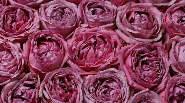 Romantic Pink Roses Turning On Platform Luxury Flower Video. Soft Pink Rose Petals Moving On Rotating Display Background. Elegant Pink Garden Roses Rotation Close Up Floral Footage