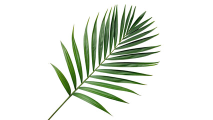 Green tropical palm leaf branch close up isolated on transparent background © Roksana