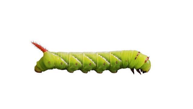 Bright green caterpillar with red horn, isolated on transparent background