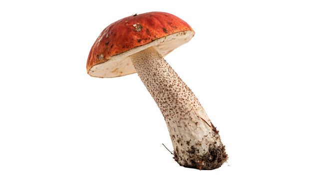 Single fresh wild leccinum mushroom brown cap isolated on transparent background