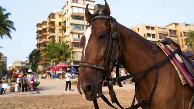 Horse on Mumbai Beach with City Buildings in Background