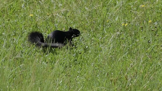 Fox Squirrel Explores Overgrown Field in Spring