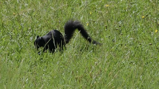 Black Fox Squirrel Forages in North Carolina Field