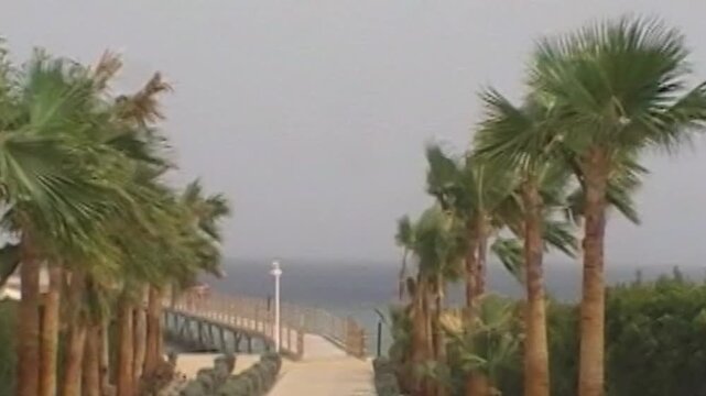 Tall palm trees sway in strong wind along a paved path leading toward a grey overcast sea in a moody coastal summer scene with vintage analog grain and faded retro color