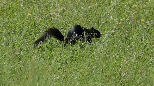 Wildlife Scene Features Black Fox Squirrel in Rural North Carolina