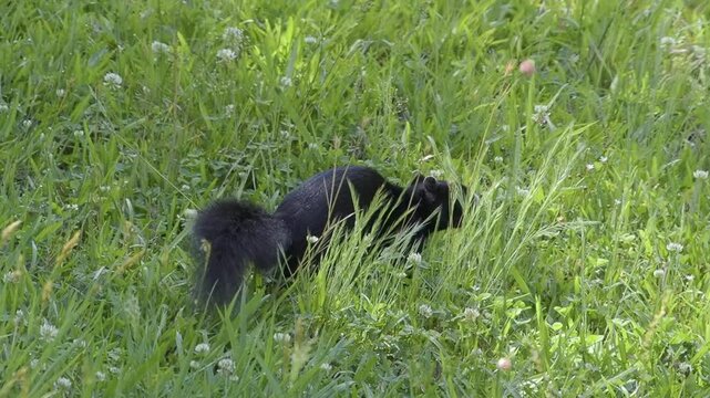 Fox Squirrel Roams Rural Field During Spring Morning