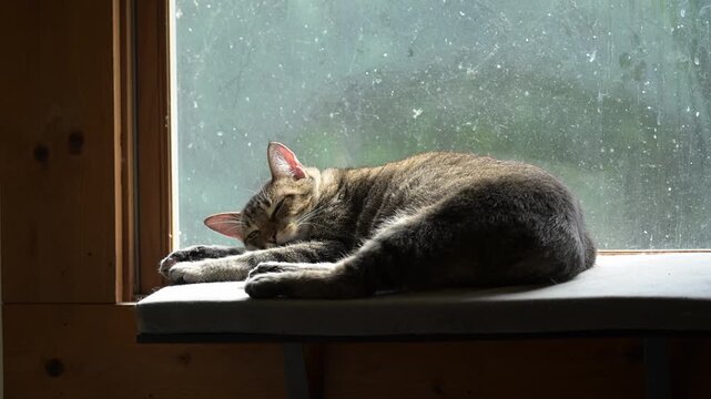 American Short hair cat sleeping on window bed
