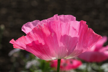 Naklejka premium pink Poppy Flower in Summer Wildflower Meadow