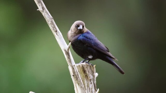 Male Brown-headed Cowbird Perched on Cedar Tree