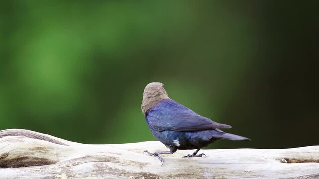 Brown-headed Cowbird Feeding in North Carolina Woodland