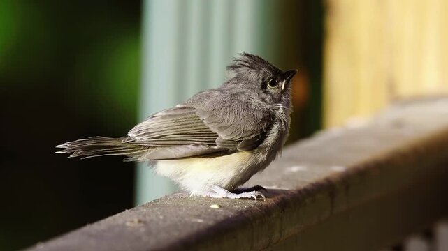 An immature Tufted Titmouse on a porch railing in Spring in the Piedmpont of North Carolina with sound.