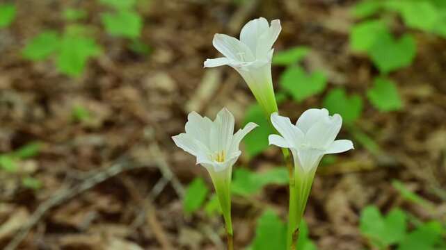 Wild spring lilies blooming in North Carolina woods