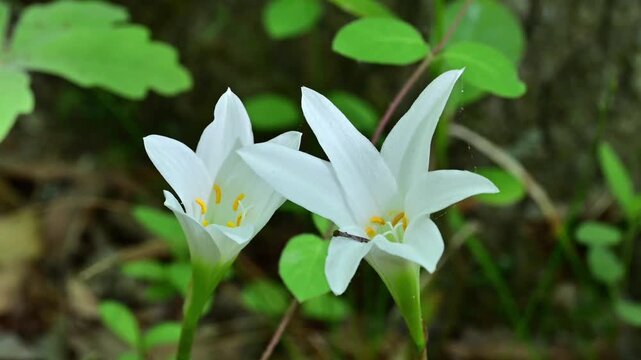 Wild spring lilies blooming in North Carolina woods