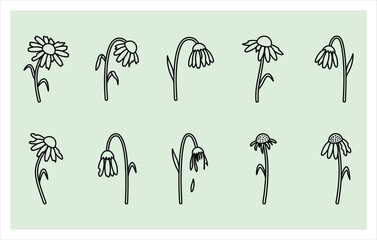 Obraz premium Chamomile and Small Wildflower Icon Collection