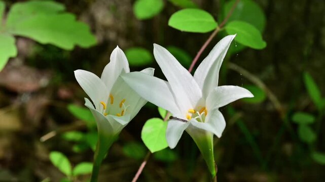 Wild white lilies blooming in North Carolina woods