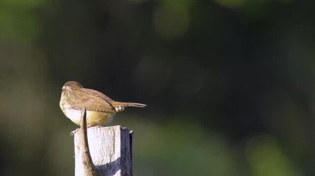 Carolina Wren perched on cedar post calling in spring