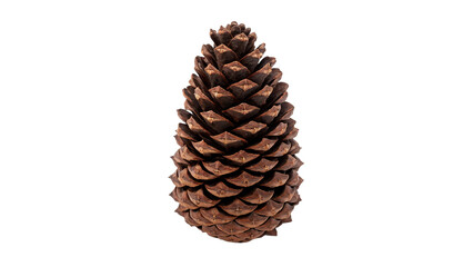 Obraz premium Natural brown long pine cone decoration close up isolated on transparent background