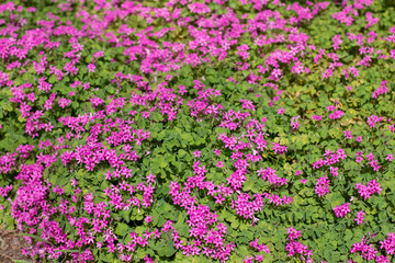 Fototapeta premium Oxalis articulata or pink sorrel or pink wood sorrel flowering groundcover