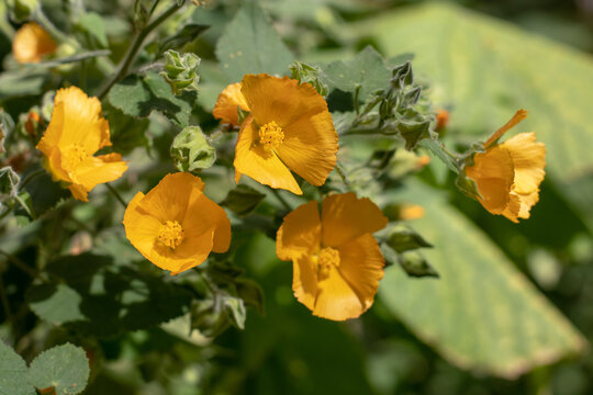Abutilon grandifolium or hairy Indian mallow orange flowers in sunny garden