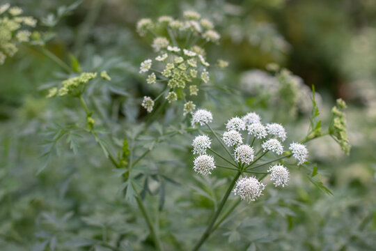 Oenanthe crocata or hemlock water dropwort or dead man's fingers flowering plant