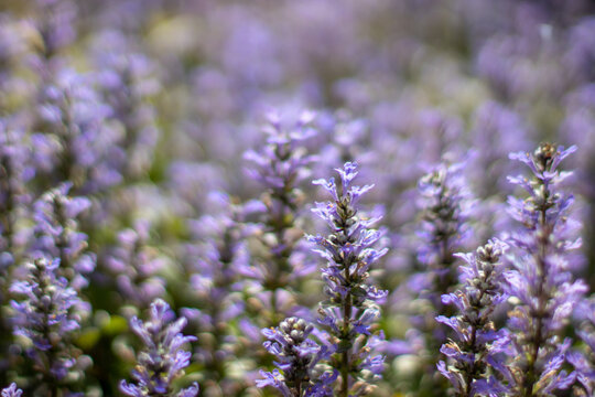 Ajuga reptans, bugle, blue bugle or bugleweed flowers with dreamy bokeh