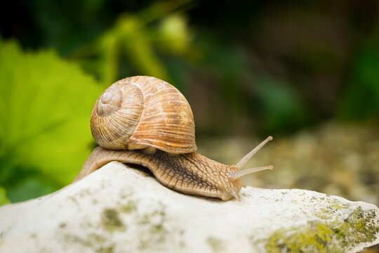 【カタツムリ①】フォトＬサイズ カタツムリ種類」の写真素材 | 14,806件の無料イラスト画像 | Adobe Stock