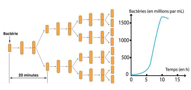 Diagram of bacterial cell division and population growth curve.
