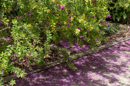 Polygala myrtifolia or myrtle leaf milkwort petals covering garden path