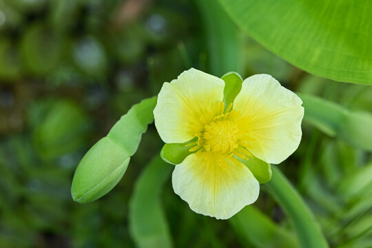 Yellow Limnocharis Flava Flower Blooming in Tropical Wetland Habitat