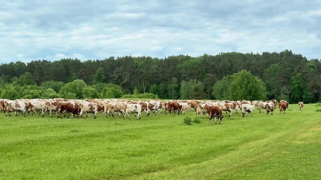 Brown and white cows herd grazing on a vibrant green meadow with forest backdrop