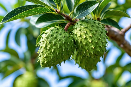 Close-up of ripe green soursop fruits hanging from a tree branch with lush green leaves and a blue sky background.