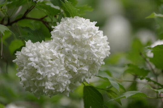 Viburnum opulus. Two large spherical inflorescences on a branch with green leaves. White viburnum flowers. Flowering branches of the viburnum. Flowering shrub