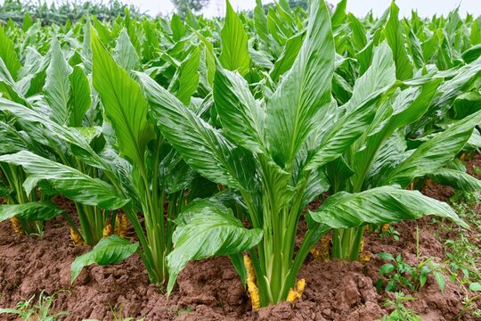 Vibrant green turmeric plants with visible rhizomes growing in rich brown soil, lush foliage, and a farm field.