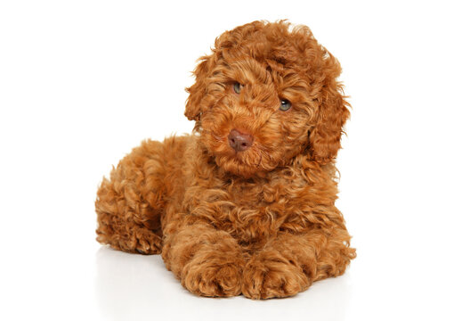 Labradoodle puppy lying down on white background