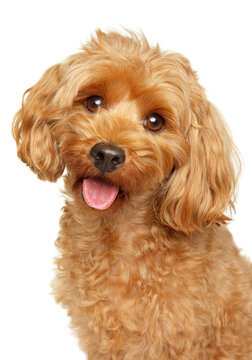 Portrait of maltipoo on a white  background
