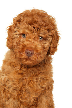 Cute red labradoodle puppy posing against a white background