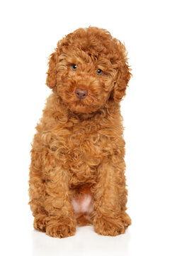 Red labradoodle puppy sitting on white background looking up