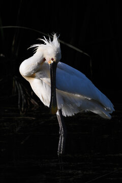 Esp&aacute;tula com&uacute;n (Platalea leucorodia) en clave baja.