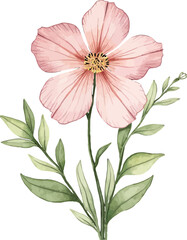 Obraz premium Pink poppy flower with green leaves
