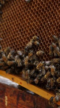 Beekeeper carefully examining a bee frame in a vibrant apiary with rows of hives 4k